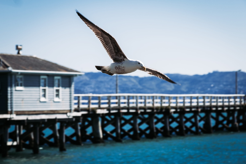 mid-air, seagull, built structure, eagle, booby, water, clear sky, outdoors, around, day, nature, flying, new zealand, eastbourne, no people, animal, sky