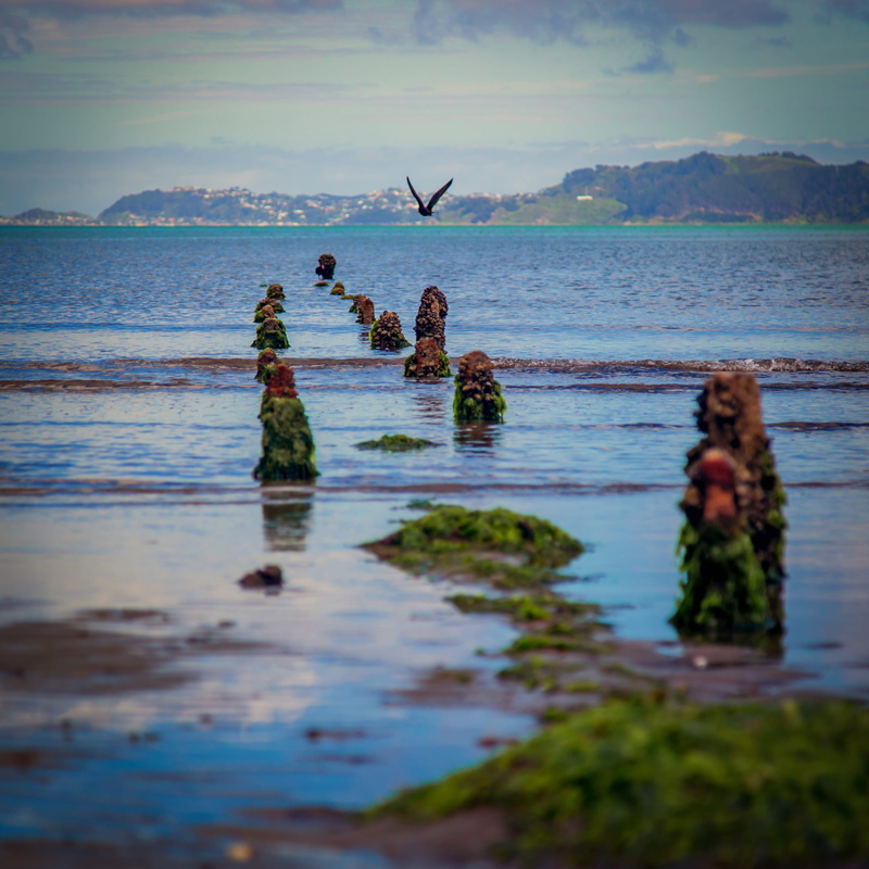 reflection, sky, land, outdoors, sea, animal themes, rock, ocean, 2K, day, petone, scenics - nature, nature, lower hutt, waterfront, new zealand, selective focus