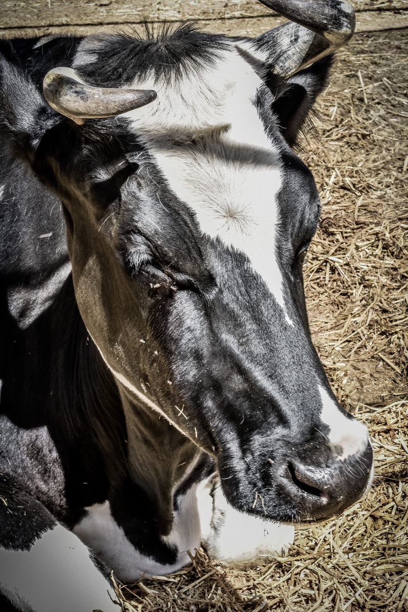 pets, snout, land, animal body part, mammal, cattle, animal head, farm life, nature, herbivorous, animal wildlife, animal, moo, close-up, animal mouth