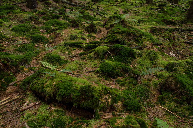 green color, non-urban scene, scenics - nature, landscape, environment, 4K, nature, no people, tree, rainforest, tranquil scene, woods, high angle view