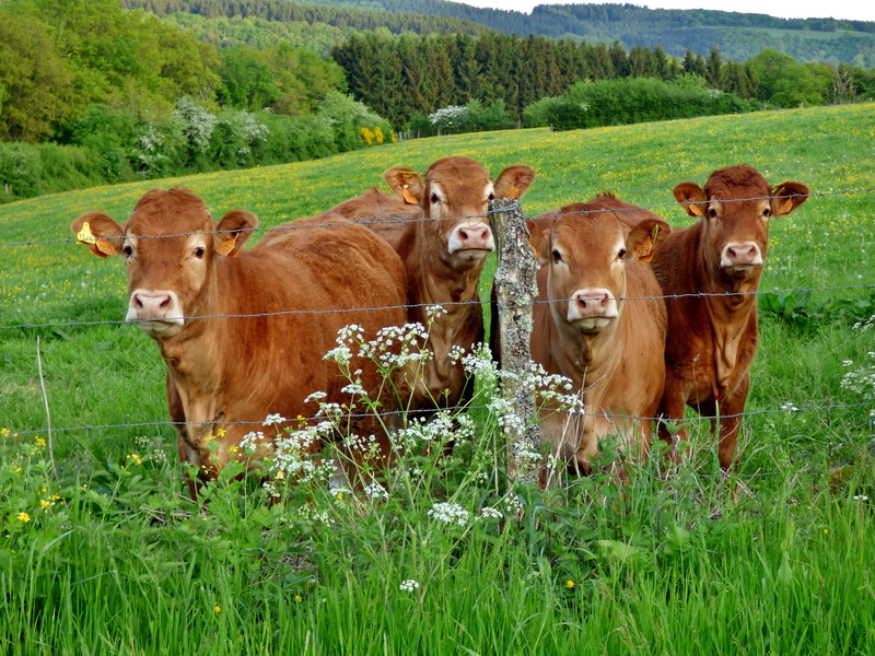 non-Urban Scene, domestic cattle, meadow, field, domestic animals, land, dairy Farm, Luxembourg, agriculture, animal, landscape, summer, looking at camera