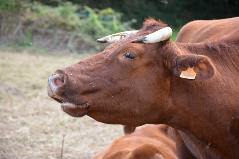 animal, cattle, one animal, animal themes, breeding, animal body part, ruminant, pasture, cow, brown, cowhide, no people, moo, day, animal wildlife, horns