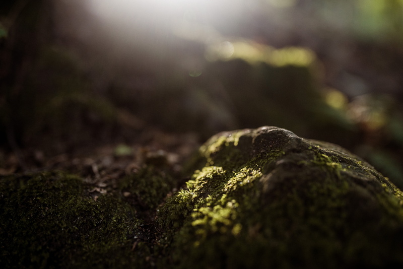 leaf, dirt, sun flare, grassland, forest, growth, vegetation, sunlight, soil, close-up, moss, food, back lit, freshness, plant, healthcare and medicine