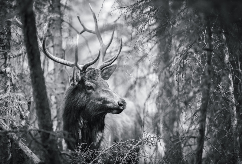 tree, deer, moos, 5K, photography, wildanimal, banff, animal, one animal, land, no people, canada, focus on foreground, plant, stag, elk, herbivorous