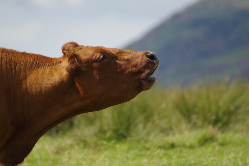 Cow, lake district, calling, animal body part, england, pets, shouting, day, plant, rural Scene, livestock, nature, grazing, Farming, meadow, 5K, land