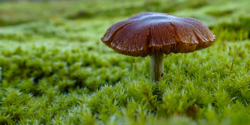 freshness, moos, fly agaric, mushroom, forest, food, green, vegetable, no people, plant, outdoors, toadstool, macro, fungus, surface level, land, beauty in nature