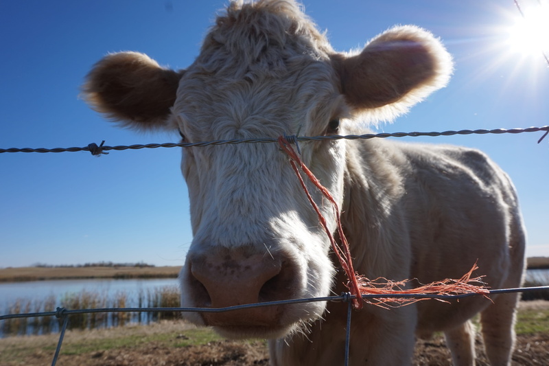 creative, sunlight, vertebrate, barrier, calf, 5K, moo, wire, boundary, baby, cow, day, domestic, hefer, barbed, barbed wire, barb, herbivorous, pets