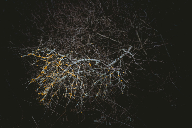 plant, bokeh, branch, bare, 5K, desktop, tranquility, bare tree, spotlight, no people, dead plant, outdoors, tangled, bush, selective focus, dried plant