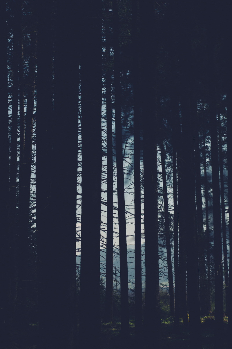 day, scenics - nature, plant, silhouettes, land, landscape, tranquility, trees, environment, blackandwhite, beauty in nature, simple, murnauer moos, effect