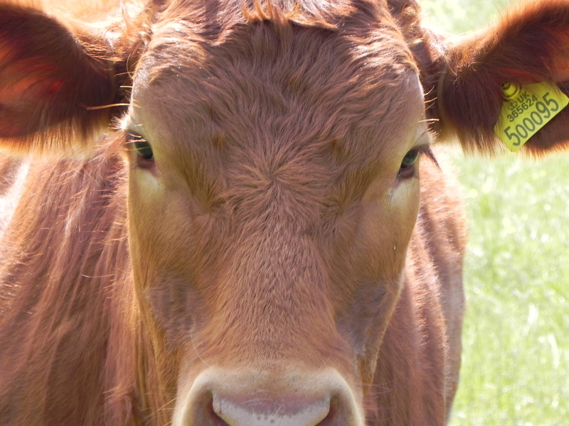 beef, domestic cattle, snout, outdoors, one animal, animal head, domestic animals, milk, country, mammal, close-up, 2K, countryside, animal themes, cattle