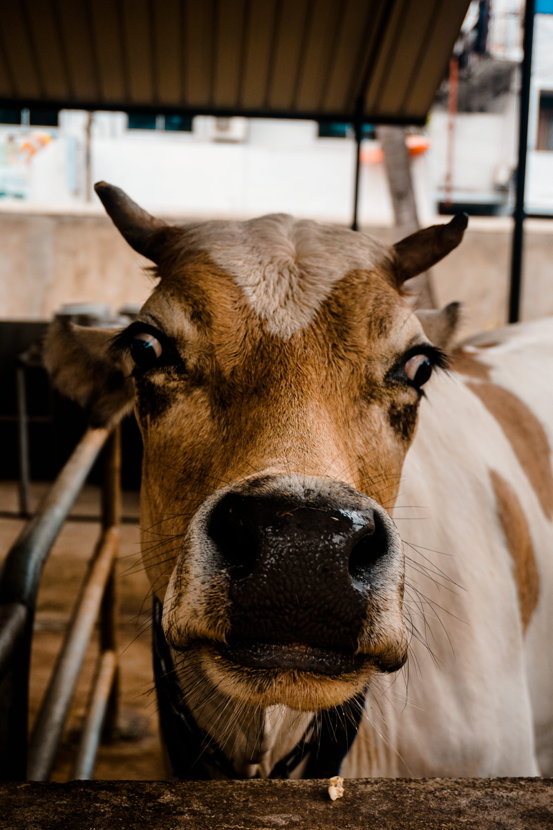 shock, animal pen, pets, bull, shoot, indoors, one animal, animal, brown, animal nose, nose, close-up, animal head, eye, domestic, animal themes, surprised