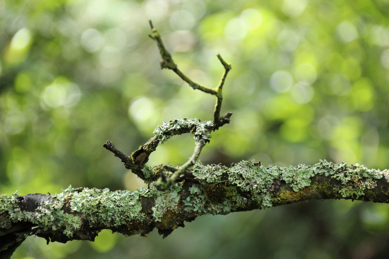 schwarzes moor, branch, twig, selective focus, germany, day, moss, green color, no people, 5K, nature, focus on foreground, plant part, close-up, tree