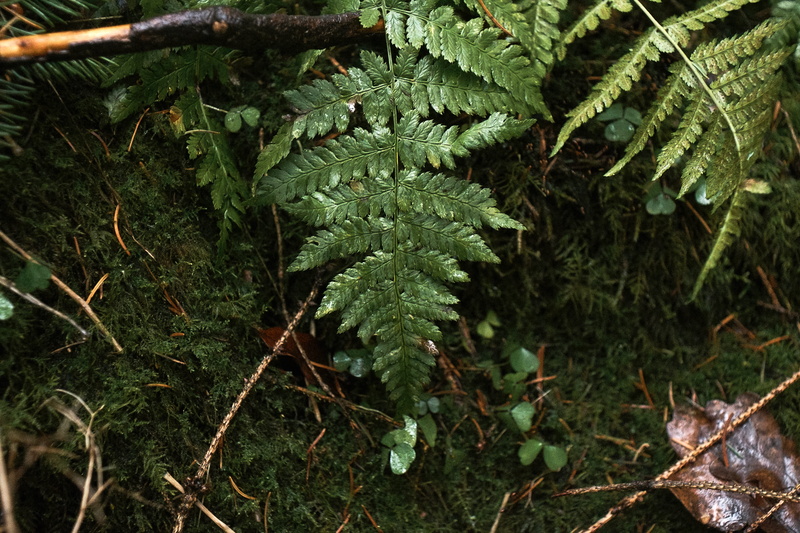 tree, focus on foreground, outdoors, high angle view, forest, helmstedt, fern, beautiful, germany, green, plant part, no people, green color, nature, land