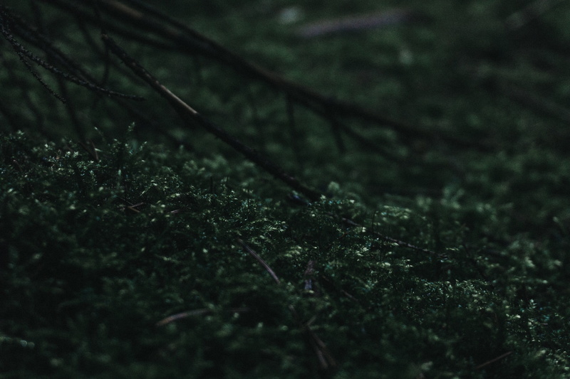 selective focus, beauty in nature, green, day, 2K, land, growth, nature, backgrounds, macro, plant part, grass, green color, no people, tranquility, forest