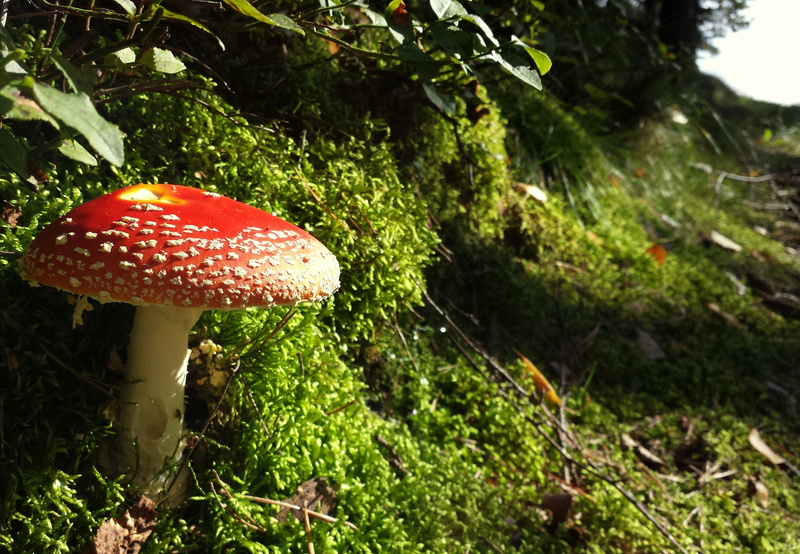 fungus, fly agaric, tree, outdoors, red, forest, autumn, green, colorful, 2K, toadstool, freshness, green color, bavaria, plant, available light, flora