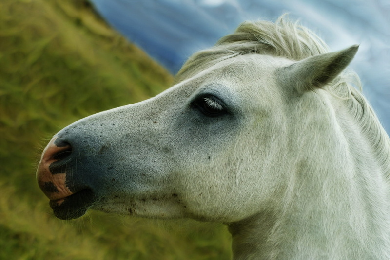 animal, sky, outdoors, moo, profile view, photo, animal eye, cute, pets, animals And Pets, animal themes, mammals, domestic, grass, macro, mammal, countryside