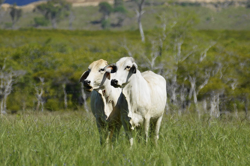 plant, hayfield, outdoors, pets, domestic animals, field, cattle, no people, group of animals, livestock, land, mooing cow, domestic, animal themes, mammal
