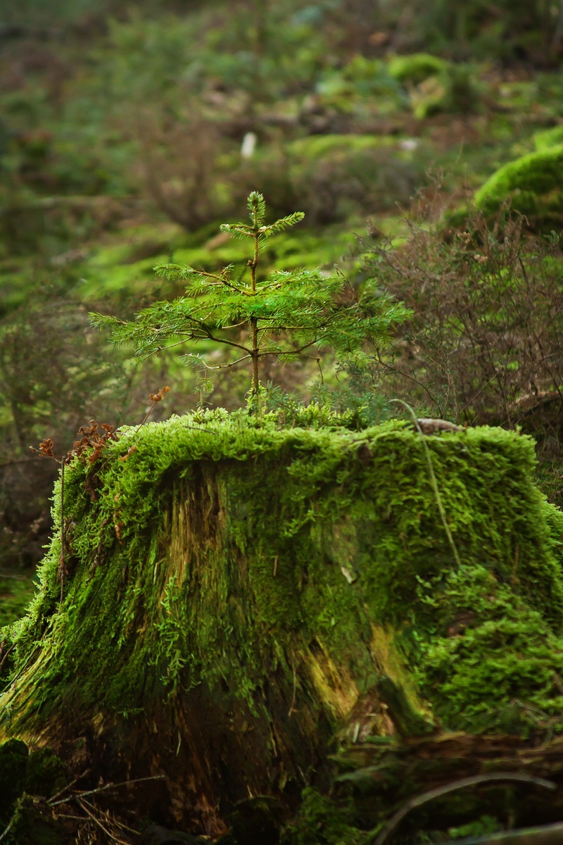 plant, mood, growth, animals in the wild, log, trunk, rainforest, moss, no people, sunlight, live new, fir, live, forest, focus on foreground, forest path