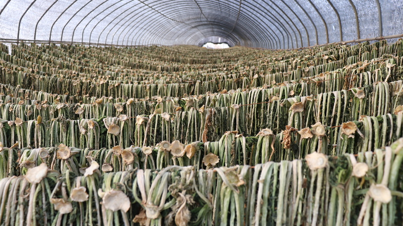 asia farm, rural scene, eco-friendly city, 5K, driedradishgreens, food and drink, indoors, architecture, koreanfarm, radishgreens, field, greens, try to