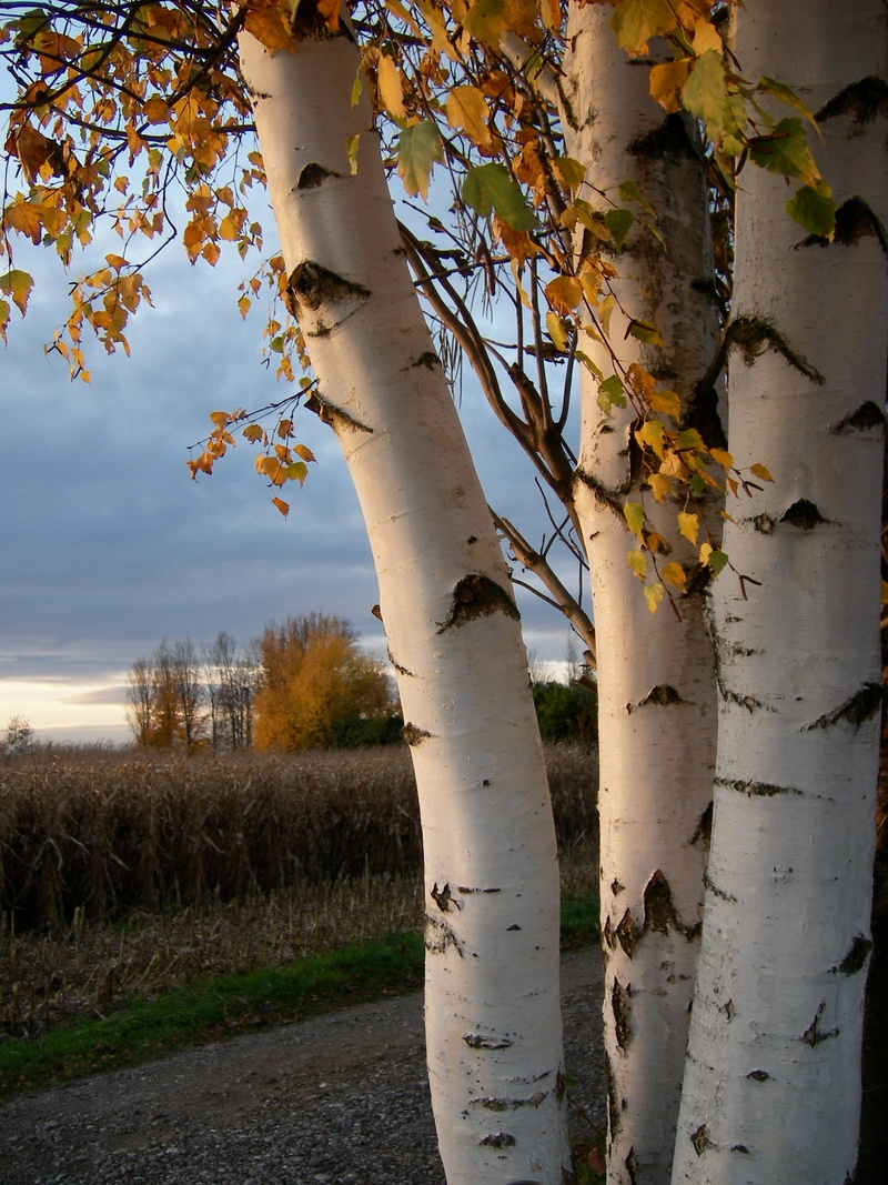 birch trunk, nature, tranquility, autumn, evening light, autumn colours, cloud - sky, tree, day, birch, sky, wood, birch tree, trees, environment, afternoon