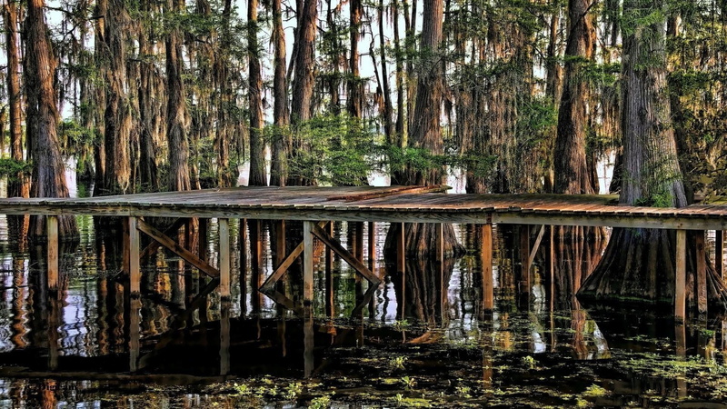 dock, trees, nature and landscapes, bayou, reflections, swamp, 1080P