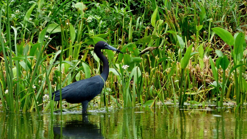 water, wing, no people, animal wildlife, reflection, outdoors, bird, fisherman, nature, one animal, growth, bayou, vertebrate, marsh, wild, louisiana, animals in the wild