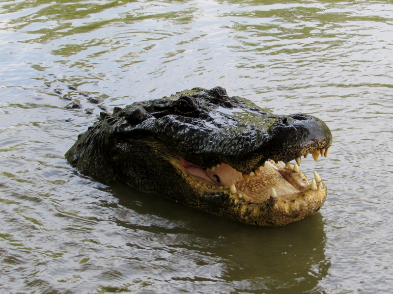 one animal, warning sign, mouth, waterfront, reptile, sign, nature, danger, animal, animal body part, animal mouth, 2K, mouth open, animal head, lake