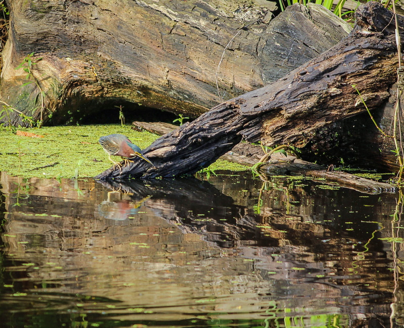 fishing, lake, outdoors, tree, nature, animals in the wild, stalking, one animal, small heron, reptile, no people, louisiana heron, plant, marsh, bird