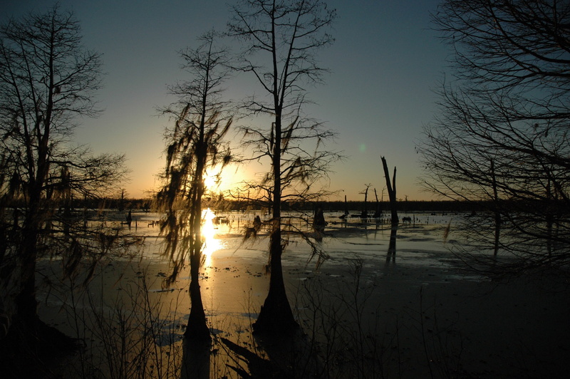 nature, dusk, United States, Bayou, lake, plant, public domain, tranquility, sun, Louisiana, landscape, outdoors, water, beauty in nature, reflection, cloud - sky