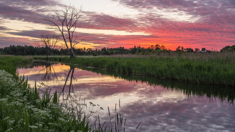 tranquility, morning, idyllic, swamp, non-urban scene, sunset, outdoors, reflection, 1080P, red sky at morning, sky, tree, growth, wilderness, orange color