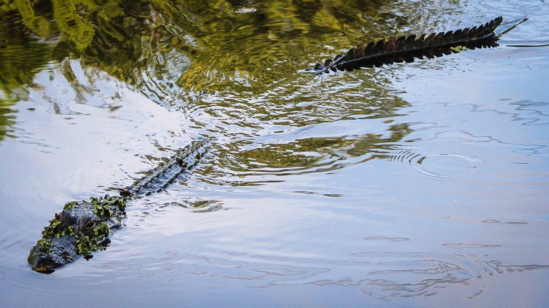 high angle view, waterfront, river, reflection, outdoors, amphibian, dangerous, rippled, american alligator, 2K, animal wildlife, nature, louisiana, swamp