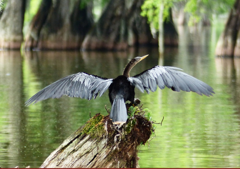 bayou, nature, sinner, spread wings, lake, outdoors, focus on foreground, tree, heron, animal wildlife, morning, vertebrate, animal themes, animal, wings