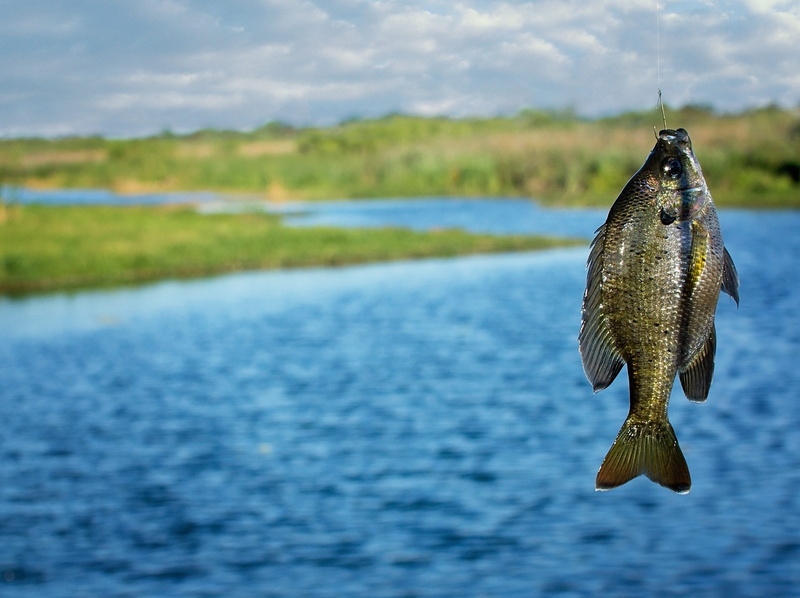 fish, animal, sea, catch of fish, river, bayou, water, brim, animal themes, waterfront, outdoors, lake, no people, marine, fishing hook, animal wildlife