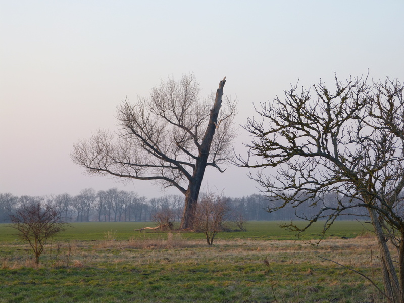 land, Landscape, Tree, rural scene, scenics - nature, outdoors, Weft, 4K, beauty in nature, branch, isolated, plant, field, agriculture, dead plant, sky