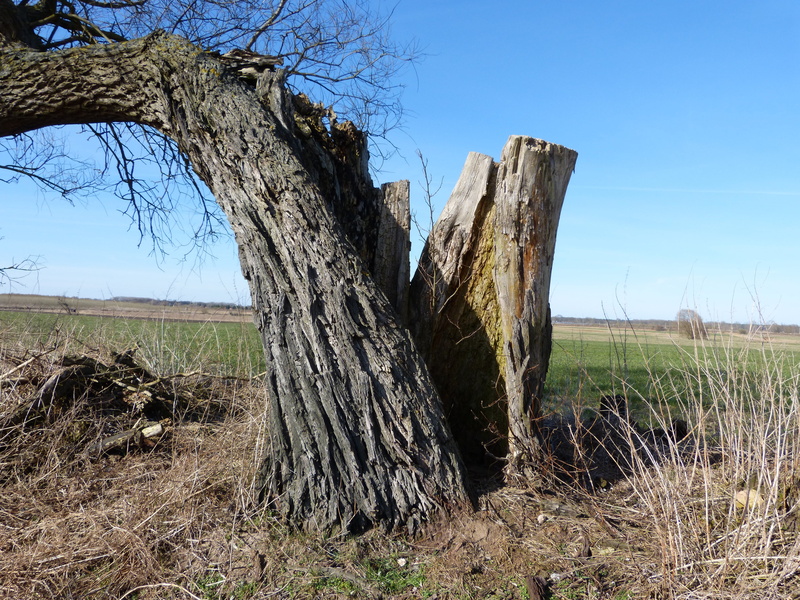 landscape, bare tree, land, scenics - nature, environment, trunk, wood - material, field, grass, sky, tree trunk, 4K, bark, broken, plant, split, tree