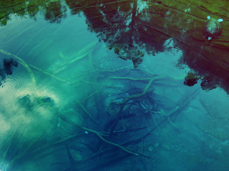 transparent, underwater, lake, blue, water, swimming, frozen, nature, pool, 720P, reflection, day, turquoise colored, high angle view, outdoors, vertebrate