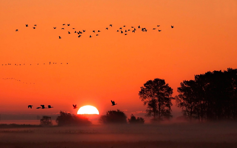 animal themes, bird, animal wildlife, animal, plant, flock of birds, vertebrate, sun, no people, evaporation, birds, hd, animals in the wild, desktop, group of animals