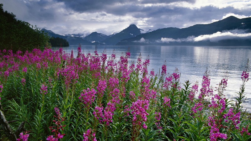 evaporation, park, hd, mist, mountains, clouds, flower, fjords, 2K, lake, national, kenai, dark, pink, snowy