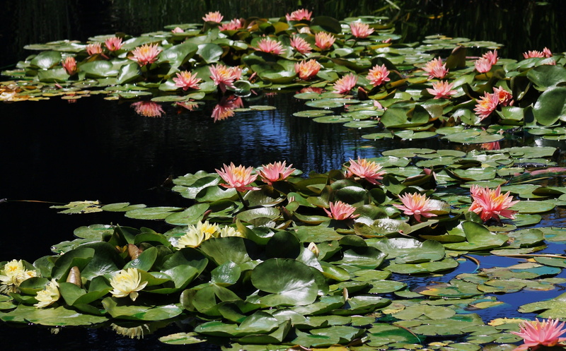 leaves, no people, summer, waterlily, flower, garden, floating, floating on water, nature, lotus water lily, pad, blossom, water plant, exotic, natural