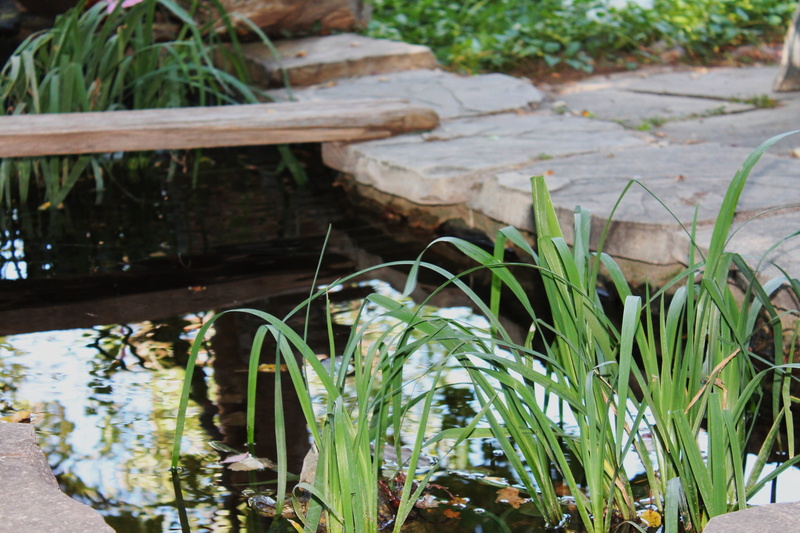 freshness, yard, pond, pavement, green color, water, foliage, canal, selective focus, grass, tranquility, plant, nature, garden, garden design, small pond