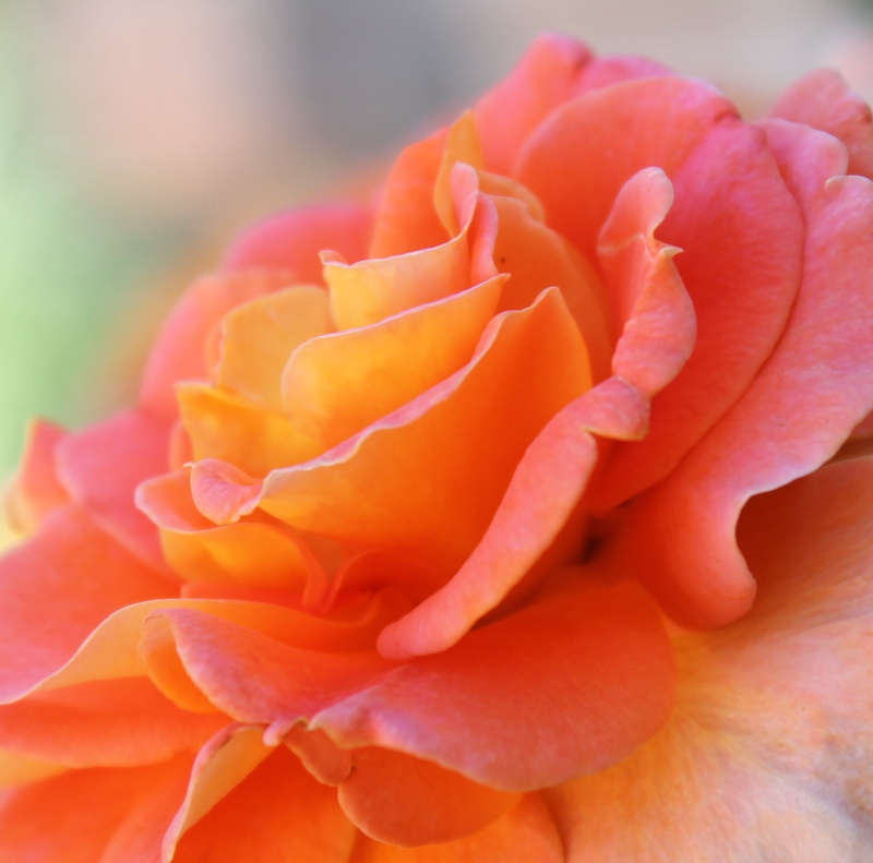 beauty in nature, peach color, floral, natural, photography, outdoors, color, pink rose, romantic, petals, close-up, fragility, rose, pink color, inflorescence
