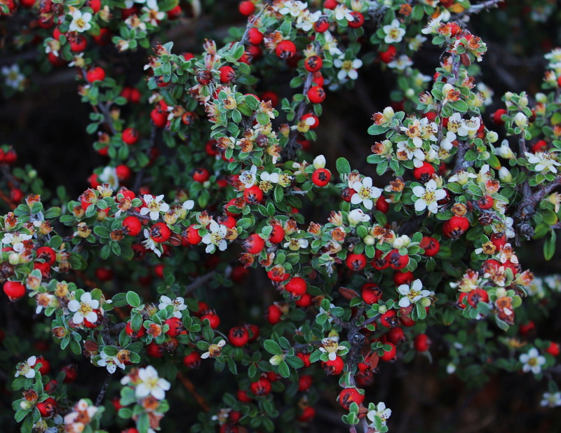 nature, food and drink, christmas decoration, berries, branches, vulnerability, white flowers, selective focus, fragility, focus on foreground, red berries