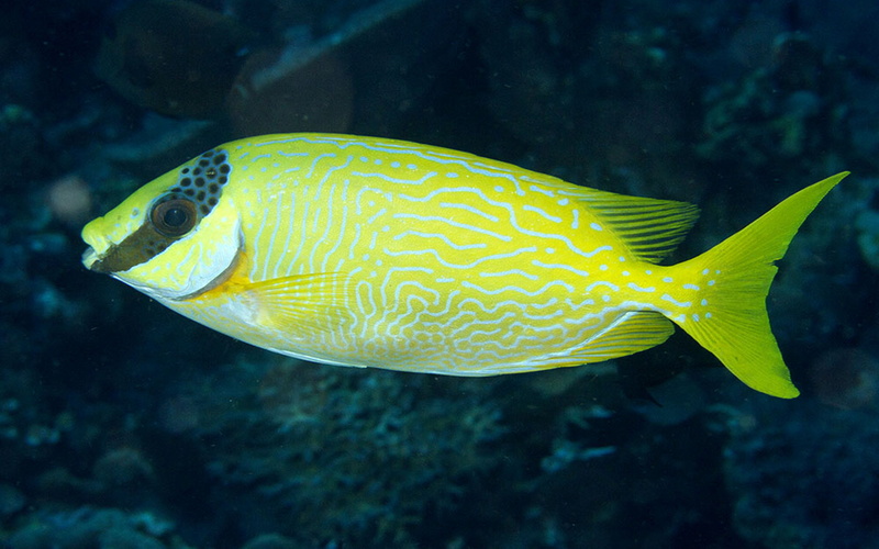 rabbitfish, 4K, islands, masked, siganus, raja, ampat, puellus
