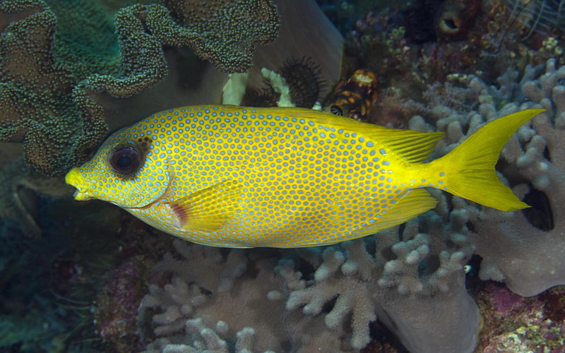 animal wildlife, 4K, indonesia, marine, no people, raja, sea life, sea, vertebrate, animal themes, rabbitfish, tropical climate, eco, reef, coral, nature