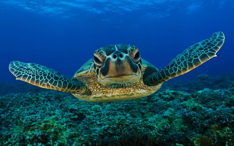 underwater, animal wildlife, nature, sea, one animal, animals in the wild, sea life, ampat, water, turtle, animal, reptile, undersea, marine