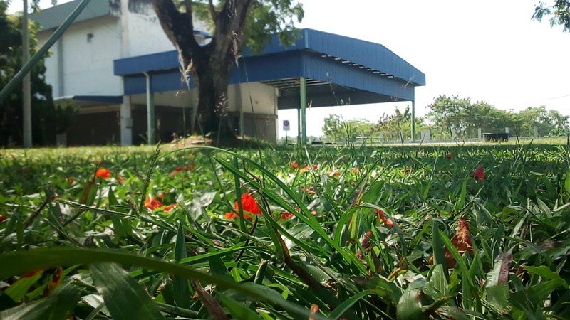 building, landscape, sky, freshness, grass, simpang ampat, tree, growth, green color, house, no people, malaysia, day, nature, green, field, beauty in nature