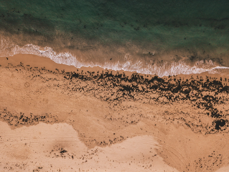 herd, land, soil, water, vertebrate, animal, nature, scenery, outdoors, bird, non-urban scene, birdseye, sea, aerial view, environment, flock of birds