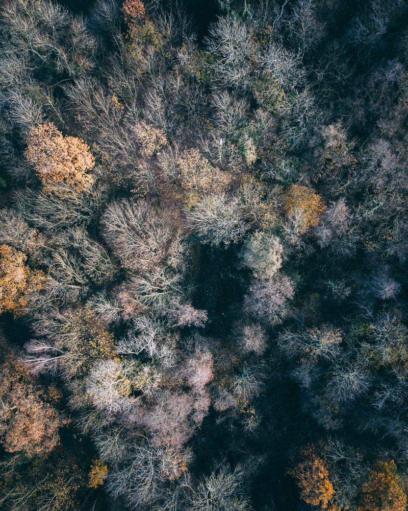 textured, bird, season, aerial, no People, nature, multi Colored, abstract, close-up, bare, backgrounds, photography, view, autumn, colors, tree, leafe