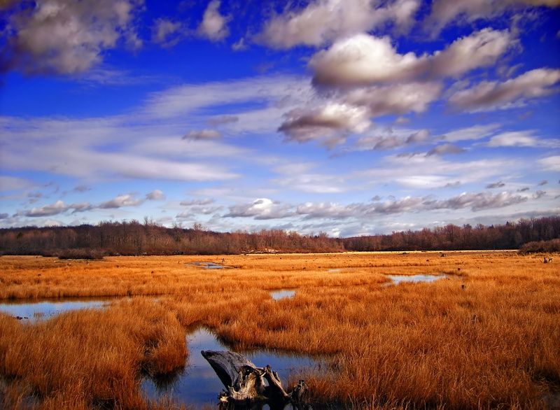 2K, snags, spring, Marshy  lake, Lake, Monroe County, tree, white, nature, wetland, white clouds, Poconos, clouds, Powder, creative commons, landscape