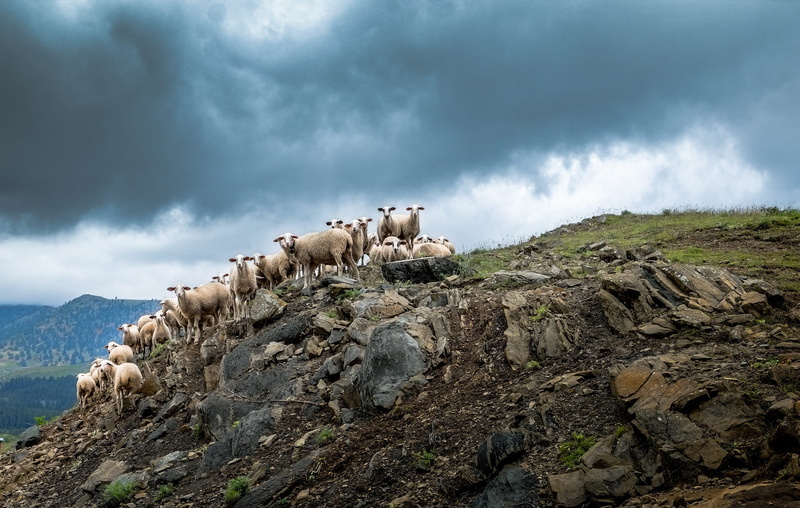 animals in the wild, land, greece, 2K, sheep, mountain, rock, animal wildlife, rock - object, large group of animals, mammal, stratocumulus, herd, no people